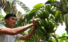 Chuối Việt trước mục tiêu xuất khẩu tỉ đô và 'cơn ác mộng' bệnh héo vàng Panama