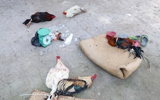 Triệt phá tụ điểm đá gà giữa trưa, nhiều con bạc chạy tán loạn