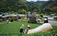 Matcha bùng nổ toàn cầu, trà xanh Nhật bán chạy nhất 70 năm qua