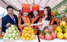 Từ vùng vải thiều, nông dân Bắc Ninh 'quay xe' trồng cam, bưởi VietGAP thu tiền tỉ