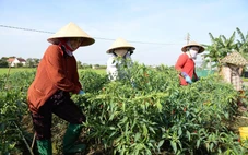 Giá ớt tại Đồng Tháp tăng kỷ lục, nông dân phấn khởi thu tiền triệu mỗi ngày