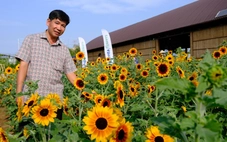 Ngắm thảm hoa được trồng từ 2.000 giống khác nhau ở làng hoa Sa Đéc