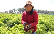 Giá ớt tăng kỷ lục, nông dân Ninh Thuận cũ không có hàng để bán