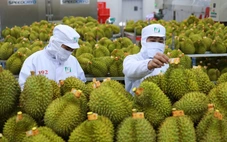 Thí điểm truy xuất nguồn gốc trái sầu riêng bằng tem do Bộ Công an phát hành