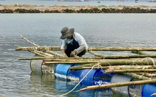 ‘Thủ phủ tôm hùm’ gượng dậy