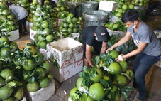 Nước ép bưởi: đồ uống giàu vitamin, khoáng chất