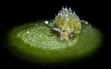 Nature chọn ảnh khoa học đẹp nhất 2025: Những khoảnh khắc khiến con người phải chậm lại