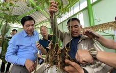 Trồng cây ‘quốc bảo’ Việt Nam tại Đà Nẵng được hỗ trợ đến 80% giá cây giống