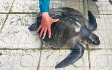 Đồi mồi dứa quý hiếm 17kg mắc vào lưới của ngư dân