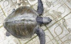 Đồi mồi dứa quý hiếm 17kg mắc vào lưới của ngư dân