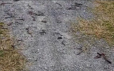 Cơ quan chức năng nói gì về hiện tượng giun đất bò lên mặt đất hàng loạt tại Quảng Trị?