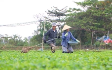 Bầu, mướp, khổ qua... chết sạch sau lũ, nhà vườn Đà Nẵng chạy đua trồng để kịp bán Tết Nguyên đán