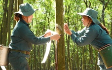 VRG bứt phá trong năm 2025: Tăng trưởng ấn tượng, mở rộng đầu tư