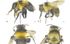 Cá bám đá, ong 'gấu bông' của Việt Nam nằm trong số 70 loài sinh vật mới năm 2025