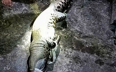 Dân 'nghĩ mẹo' dùng cần câu dụ bắt cá sấu xuất hiện trong ao nước