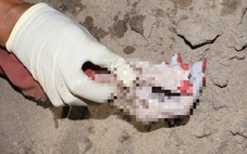 Phát hiện thi thể trôi sông Sài Gòn, bàn tay có 6 ngón, sơn màu đỏ