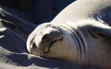 Ngủ để sống sót: Những kiểu ngủ kỳ quái của động vật