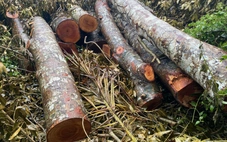 Cần Thơ chỉ đạo tăng cường kiểm tra, quản lý sau vụ 42 cây xà cừ trong công viên bị đốn