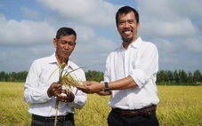 Mô hình trồng lúa hữu cơ liên kết phát triển mạnh ở miền Tây