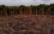EU thông qua đề xuất lùi thời hạn áp dụng Luật chống phá rừng