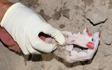 Phát hiện thi thể trôi sông Sài Gòn, bàn tay có 6 ngón, sơn màu đỏ