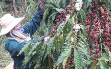 Doanh nghiệp nói về nghịch lý lớn nhất của cà phê Việt, lo bàn cách vượt khó