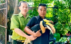 Chim hồng hoàng quý hiếm sà xuống trước xe máy, người dân đuổi cũng không bay đi