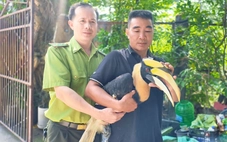 Chim hồng hoàng quý hiếm sà xuống trước xe máy, người dân đuổi cũng không bay đi