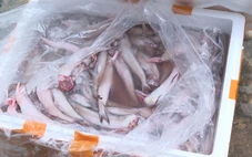 Bắt giữ 7 tấn cá khoai nhập từ Trung Quốc chứa chất cấm formol