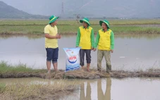 Những mầm xanh tái sinh sau lũ