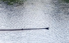 Rắn hổ mang chúa gần 7kg xuất hiện ở Vườn quốc gia U Minh Thượng