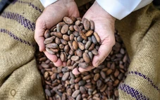 Ngành công nghiệp sô cô la gặp nguy khi ca cao có thể 'biến mất' do biến đổi khí hậu