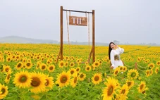 Cánh đồng hướng dương: khởi đầu quy trình khép kín của TH true MILK