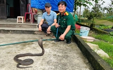 Bàn giao 676 con rắn hổ mang nặng gần 1 tấn cho Trại rắn Đồng Tâm