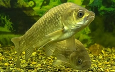 Trung Quốc tạo giống cá diếc 'ăn không sợ mắc xương'
