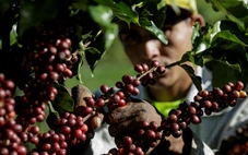Nguyên nhân khiến giá cà phê trên thế giới tăng vọt
