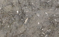 Sự cố tràn dầu tại Dung Quất khiến cá chết hàng loạt