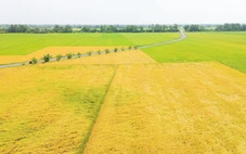 Nông dân Vùng ĐBSCL cần làm nông nghiệp theo cách mới