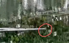 Thông tin thú vị về rắn hổ mang chúa ở Vườn quốc gia U Minh Thượng