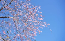 Đón năm mới 2026: Lên Măng Đen ngắm hoa anh đào, xuống phố hòa nhịp lễ hội