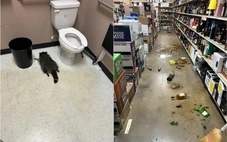 Gấu mèo 'quậy tưng' cửa hàng rượu ở Mỹ, uống rượu whisky rồi ngủ gục trong toilet