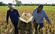 Giá gạo Nhật Bản tăng kỷ lục, Thái Lan tranh thủ đẩy mạnh xuất khẩu