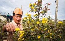 Tan hoang những 'thủ phủ' hoa Tết ở miền Trung