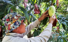 Trái xoài: Thực phẩm rất tốt cho mắt và sức khỏe tim mạch