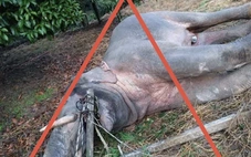 Đăng tin giả voi rừng ở Đồng Nai bị điện giật chết, chủ tài khoản Chị Nấm bị phạt 7,5 triệu đồng