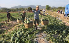 Những mùa gió chướng réo gọi Tết về