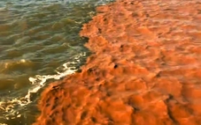 Biển Cà Mau xuất hiện hai màu ‘nước lạ’