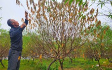Người dân ở thủ phủ đào phai Hà Tĩnh lo mất vụ Tết vì đào chết hàng loạt