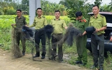 Kiểm lâm TP.HCM tháo gỡ 500m lưới giăng bẫy chim trời ở cù lao Thạnh Hội