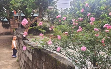 Điều cha mong ước